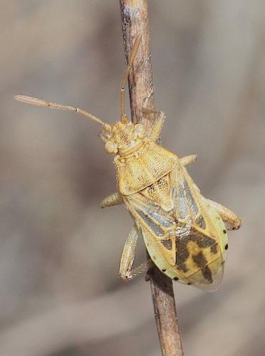 Réf. 293 487 : Stictopleurus abutilon